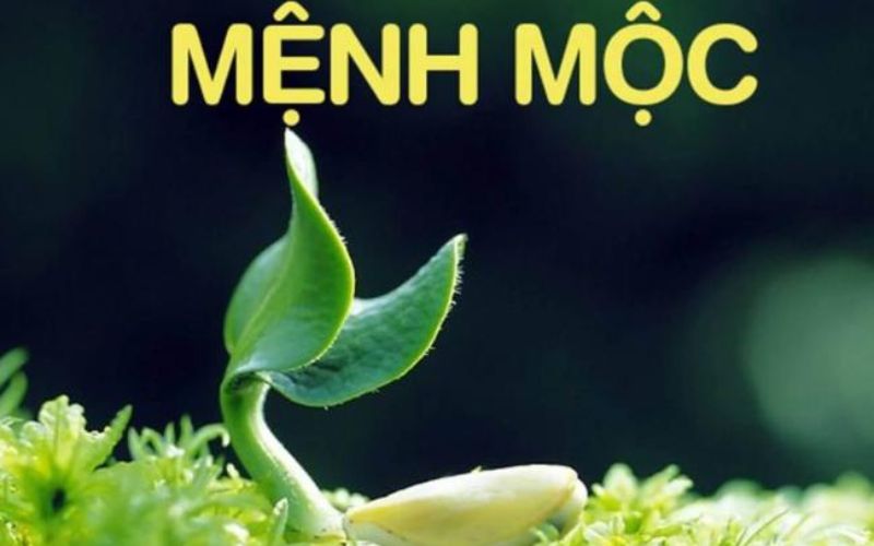 người mệnh mộc sinh năm nào