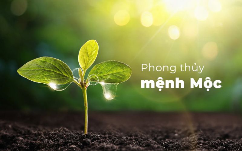 ý nghĩa phong thủy mệnh mộc